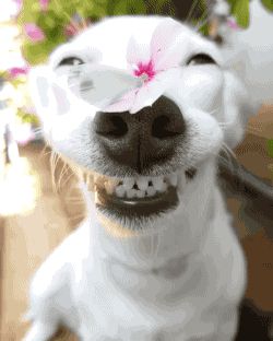 Demic  GIF Tierischer Humor, 10 Funniest, Love My Dog, Airedale Terrier, Smiling Dogs, 웃긴 사진, Dog Gifs, Funny Animal Pictures, Happy Dogs