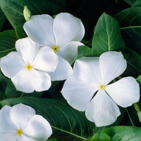 Annual vinca has a decidedly tropical look with its saucer-shaped white flowers in saturated shades of red, rose, pink, and purple! http://www.bhg.com/gardening/design/color/white-flower-garden-ideas/?socsrc=bhgpin031715annualvinca&page=10 White Periwinkle Flowers, Trailing Vinca, Mini Petunias, Catharanthus Roseus, Sweet Autumn Clematis, Annabelle Hydrangea, Big Leaf Hydrangea, Growing Cut Flowers, Autumn Clematis