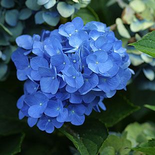 Nikko Blue Hydrangea, French Hydrangea, Big Leaf Hydrangea, Bigleaf Hydrangea, Blue Hydrangea Flowers, Flowering Bushes, Acid Loving Plants, Hydrangea Colors, Hydrangea Care