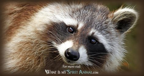 Things I Have In Common With A Raccoon, Badger Spirit Animal Meaning, Raccoon Spirit Animal, Raccoon Symbolism, Spirit Animal Raccoon, Totem Animals Meaning, Raccoon Mask, Animal Totem Spirit Guides, Symbolism Meaning