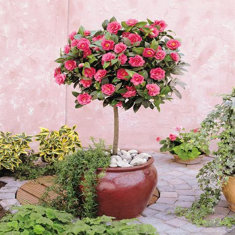 Standard Camellia Tree - 1 tree Buy online order yours now Camellia Tree, Photo Rose, Plant Pot Diy, Camellia Japonica, Front Yards, Patio Planters, Most Beautiful Gardens, Patio Plants, Rose Trees