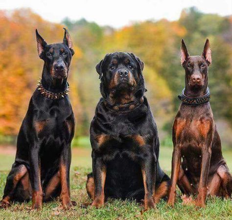 Imagen insertada Anjing Doberman, Blue Doberman, Rottweiler Love, Big Dog Breeds, Rottweiler Mix, Rottweiler Lovers, Scary Dogs, Doberman Pinscher Dog, Huge Dogs