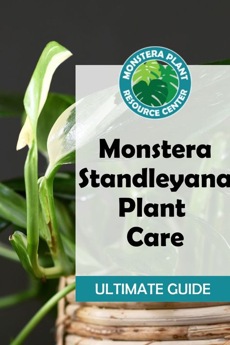 Because this plant bears such a resemblance to philodendrons, Monstera standleyana is often mistakenly referred to as Philodendron standleyana or Philodendron cobra even though they are completely different species. (They both belong to the aroid family, however, which is a vast group of vining, climbing plants.) Monstera standleyana is also sometimes called the five holes plant, despite the fact that it doesn’t actually develop holes, or fenestrations. Monstera Standleyana Variegata, Monstera Standleyana Albo, Monstera Standleyana, Plants Monstera, Monstera Plants, Plant Care Guide, Plant Tips, Lucky Plant, Houseplant Care