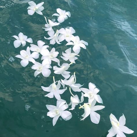 Japan Ocean Aesthetic, White Aesthetic Things, White Sea Aesthetic, Flowers In The Ocean, Blue Flower Aesthetic, Summer Widgets Aesthetic, Flowers In Water, Water Aesthetic, Insta Icon