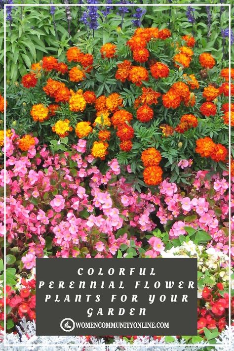 15 Best Perennial Flower Plants for your Garden | Women Community Online Perennials In Pots, Colorful Perennials, Perennials Low Maintenance, Perennials Flowers, Purple Perennials, Women Community, Easy Perennials, Long Blooming Perennials, Perennial Flower