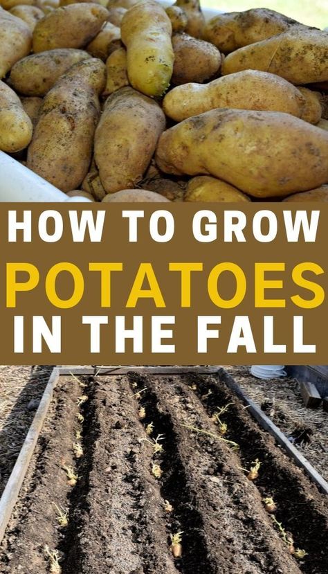 Planting Potatoes In The Fall, Fall Garden, When To Plant Potatoes, Potato Gardening, Fall Crops, Planting Potatoes, Tattoo Plant, Vegetable Garden Diy, Growing Potatoes