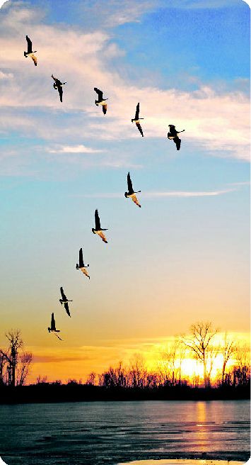 Pictures Of Birds Flying, Bird Background, Birds Wallpaper, Flying Birds Wallpaper, Flying Birds, Flying Bird, Bird Flying, Sunrise Photography Nature, Birds Flying In V Formation