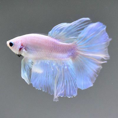 Siamese Fish, Fish Fins, Low Maintenance Pets, Pretty Fish, Betta Fish Tank, Beta Fish, Cool Fish, Cute Fish, Pet Fish