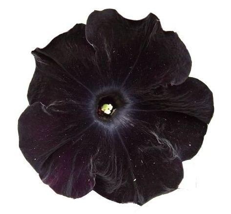 Black Velvet Petunia, Pansy Parkinson, Transparent Flowers, Dark Flowers, Decor Flowers, Arte Inspo, A Silent Voice, Black Flower, Petunias