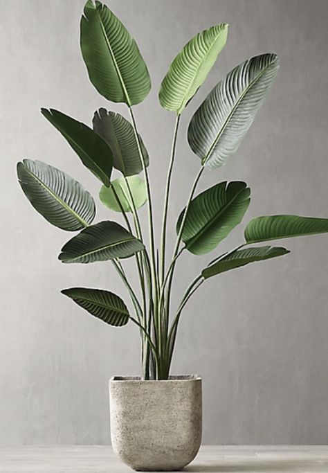 Big House Plants, Hotel Plants, Big Leaf Plants, Big Indoor Plants, Plants Stand, Plant Png, Bathroom Freestanding, Tanaman Indoor, Large Indoor Plants