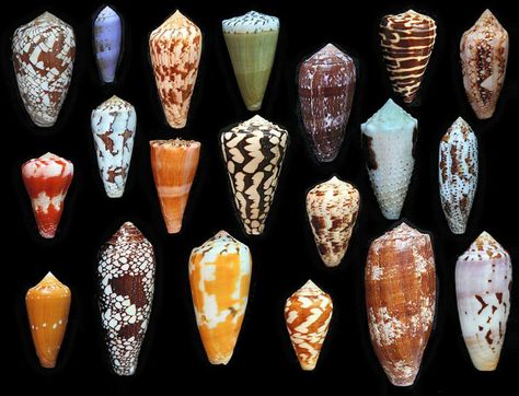 Cone Shells Cone Snail, Shell Game, Cone Shell, Molluscs, Dangerous Animals, Shell Crafts Diy, She Sells Seashells, Snail Shell, Shell Beach