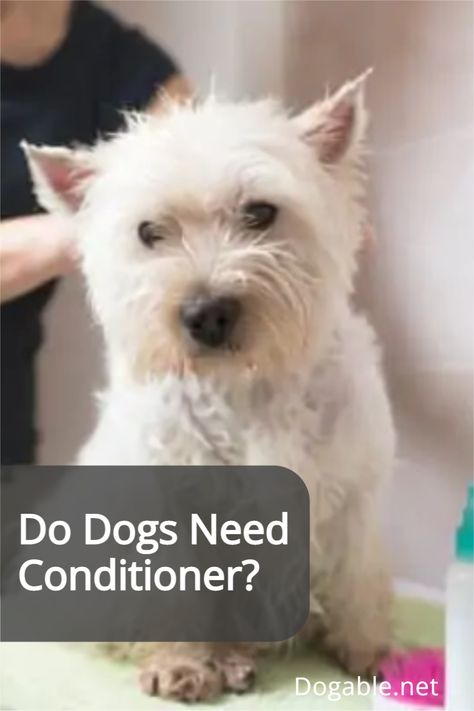 Many dog owners often wonder when bathing their dogs if dogs need conditioner. #dogconditioner #dogsconditioner #conditionerfordogs Diy Deep Conditioner, Itchy Dog Skin, Dry Conditioner, Spray Conditioner, Dog Conditioner, Dog Smells, Detangler Spray, Moisturizing Conditioner, Springer Spaniel