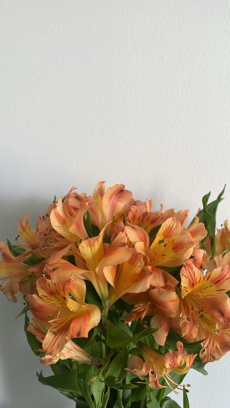 Orange Fits Aesthetic, Pale Orange Aesthetic, Orange Aesthetic Flowers, White And Orange Aesthetic, Orange And White Aesthetic, Light Orange Aesthetic, Orange Flowers Aesthetic, Light Orange Flowers, Orange Widget