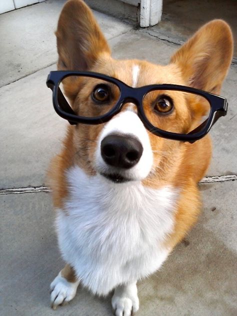 In case you need more proof, HERE'S A CORGI WEARING GLASSES. | 17 People (And A Corgi) Who Prove Everyone Looks Better In Glasses Dog With Glasses, Nerd Glasses, Love My Dog, Corgi Puppy, Smart Dog, Animal Photos, Wearing Glasses, Pembroke Welsh Corgi, Corgi Dog