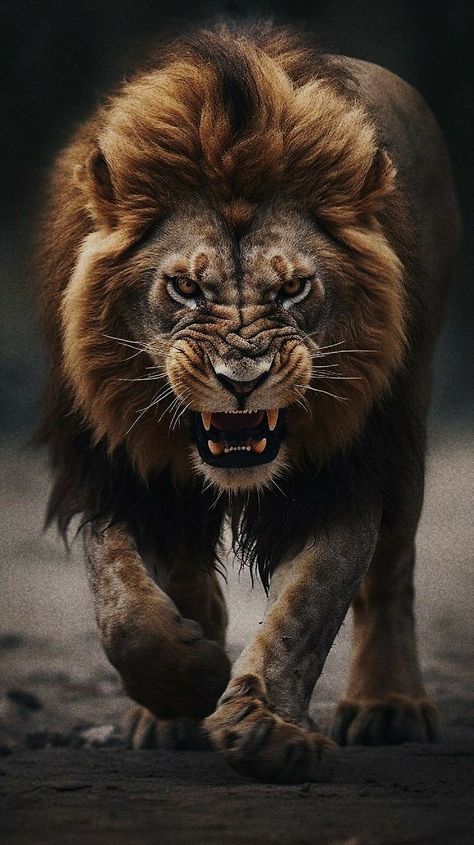 Lions Walking, Scary Lion, Lion Hd Wallpaper, Angry Lion, Leg Sleeve Tattoos, Lion Art Tattoo, Cute Tattoo Ideas, Leg Tattoo Ideas, Lion Tattoo Sleeves