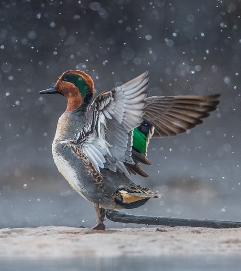 GREEN-WINGED TEAL Blue Winged Teal Duck, Green Winged Teal, Green Wing Teal, Waterfowl Taxidermy, Teal Duck, Blue Winged Teal, Green Wing, Waterfowl Hunting, Duck Hunting