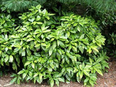 Evergreens For Shade, Laurel Plant, Aucuba Japonica, Blue Hosta, Japanese Painted Fern, Shade Tolerant Plants, Hydrangea Quercifolia, Oakleaf Hydrangea, Buy Plants Online