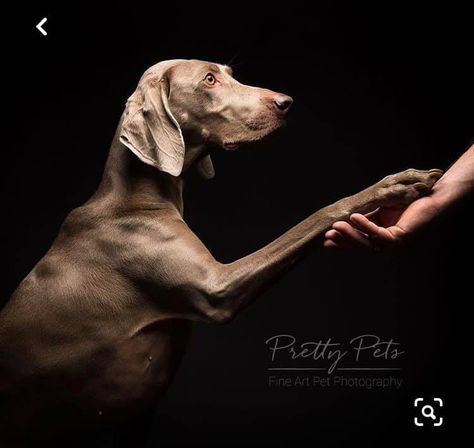 Dog Photography Studio, Dog Portrait Photography, Pet Photography Studio, Pretty Pets, Dog Foto, Pet Portraits Photography, Weimaraner Puppies, Animal Photoshoot, Dog And Owner