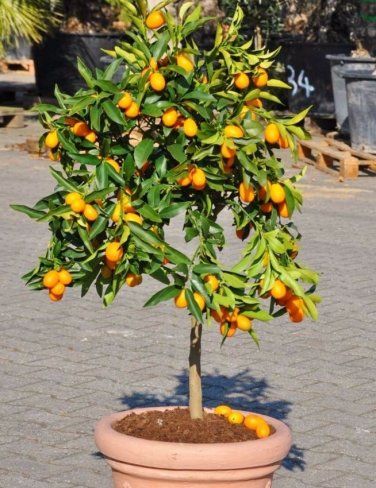 Kumquat Seeds Kumquat Tree Indoor, Potted Kumquat Tree, Lemon Garden, Courtyard Plants, Kumquat Tree, Tattoo Plant, Geometric Coaster, Patio Trees, Tanaman Pot