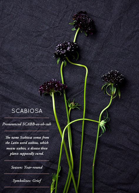 Flower Glossary: Scabiosa - Design*Sponge Goth Garden, Gothic Garden, Flower Guide, Flower Meanings, Black Knight, Flower Names, No Rain, Language Of Flowers, Pretty Plants