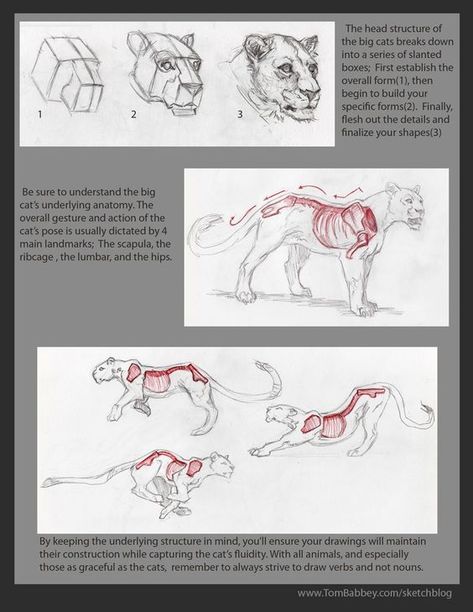 Big Cat Anatomy Drawing, Tiger Anatomy Study, Tiger Anatomy Drawing, Big Cat Anatomy, Tiger Anatomy, Cats Anatomy, Anatomy Coloring Pages, Lion Anatomy, Feline Anatomy