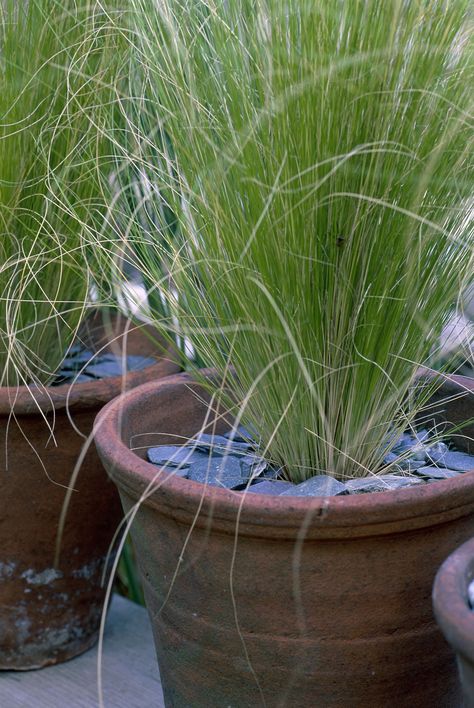 Ornamental Grassescountryliving Fire Feature Pool, Grasses For Pots, Ornamental Grasses For Shade, Outdoor Deck Decorating, Potted Plants Patio, Shade Grass, Porch Plants, Ornamental Grass, Patio Pots