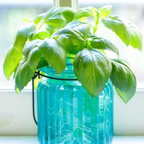 survive. Watch the water levels carefully, adding water to keep stems immersed. Change the water every other day to keep it fresh. (Be sure it's not too cold on your window sill. Basil loves warmth and doesn't do well if it gets a chill.) How To Grow Basil Indoors, Grow Basil Indoors, Basil Plant Indoors, Growing Basil Indoors, Grow Basil, Small Glass Containers, Spiral Garden, Growing Basil, Basil Plant