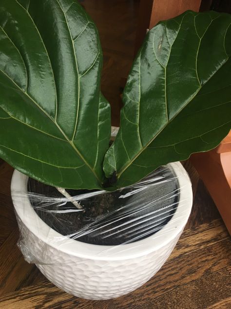 Fiddle Leaf Fig Fanatic! How to Propagate Plants from Cuttings – Jewels at Home Fiddle Leaf Fig Care, Propagate Plants, Fig Plant, Container Garden Design, Fiddle Fig, Ficus Lyrata, Fiddle Leaf Fig Tree, Inside Plants, Indoor Plant Care