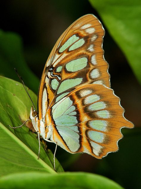 Malachite butterfly by jciv, via Flickr Wings Picture, Malachite Butterfly, Eye Bleach, Butterfly Wallpapers, Pretty Pics, Drawing Stuff, Night Night, Green Butterfly, Butterfly Wallpaper