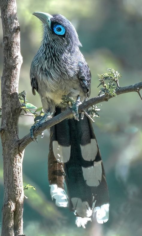 Blue-faced malkoha. Real Hybrid Animals, Crazy Looking Animals, Colorful Animals Photography, Cool Animals, Blue Eyed Animals, Weird Looking Animals, Interesting Animals, Rare Animals, Pretty Animals