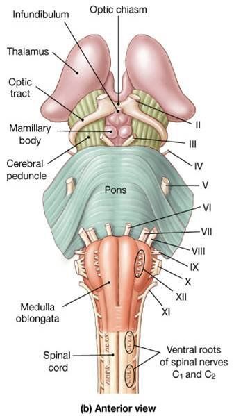 The Pons and surrounding areas. Human Brain Anatomy, Nervous System Anatomy, Medicine Notes, Basic Anatomy And Physiology, Medical Student Study, Brain Anatomy, Associate Degree, Human Body Anatomy, Medicine Student