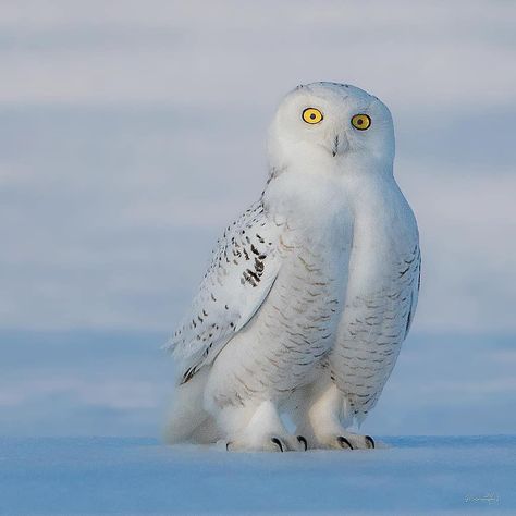 B I R D S   O N   E A R T H on Instagram: “Snowy Owl  By:@davesandford @birdsonearth” Snowy Owls, Animal Doctor, Most Beautiful Animals, White Owl, Arctic Animals, Owl Lovers, Snowy Owl, Pet Bird, Wild Nature