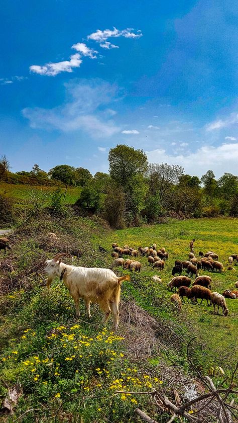 Mazandaran,Iran Mazandaran Iran Nature, Mazandaran Iran, Iran, Beautiful Nature, Natural Landmarks, Photography, Travel, Quick Saves, Beauty