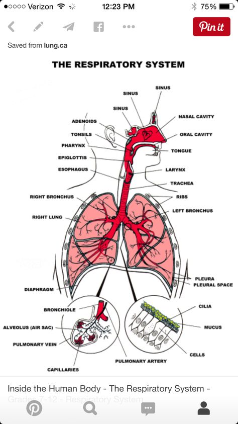 M Parts Of Respiratory System, Human Breathing System, Respiration In Humans, Human Respiratory System Diagram, Parts Of The Respiratory System, Respiratory System Diagram, Anatomy Nursing, Respiratory System Anatomy, Human Respiratory System