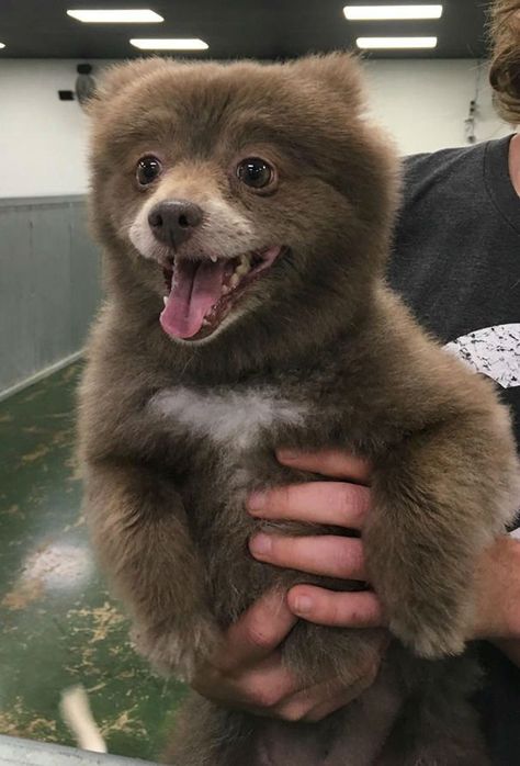 16 Adorable Photos of Puppies That Look Like Bear Cubs Urs Polar, Cute Animal Memes, Funny Animal Jokes, Funny Animal Memes, Animal Jokes, Chow Chow, Funny Animal Pictures, Animal Photo, Cute Little Animals