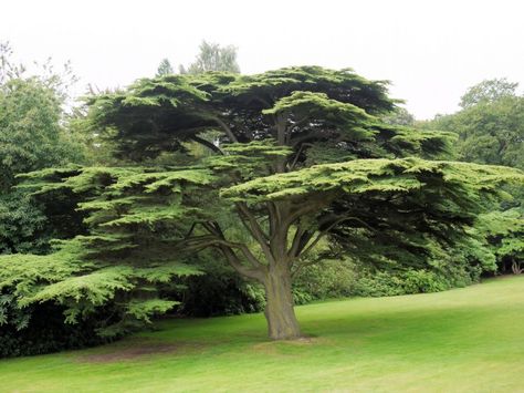 cedar tree | Develop Pollen-Free Cedar Trees to Help Allergy Sufferers Cedar tree ... Lebanon Tree, Lebanon Cedar, Trees In Winter, Japanese Cedar, Weird Trees, Cedar Tree, Conifer Trees, Cedar Trees, Ornamental Trees