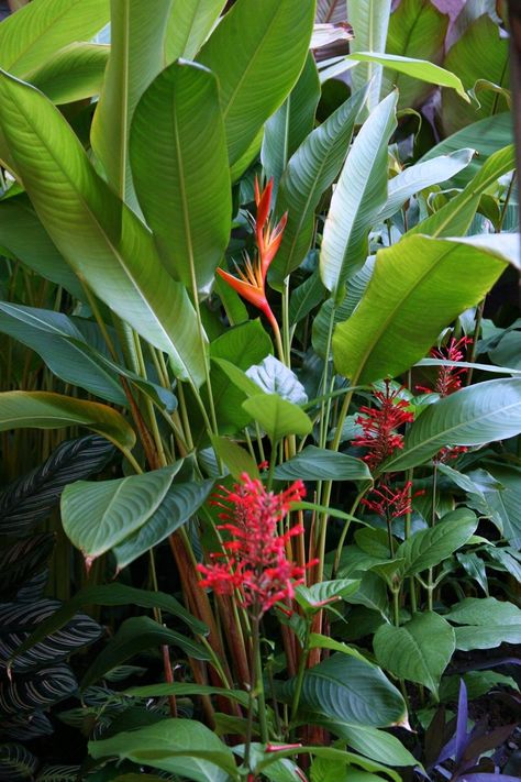 Heliconia Garden, Tropical Garden Uk, Heliconia Psittacorum, Tropical Flower Garden, Garden Party Aesthetic, Heliconia Plant, Tropical Backyard Landscaping, Heliconia Flower, Hawaiian Gardens