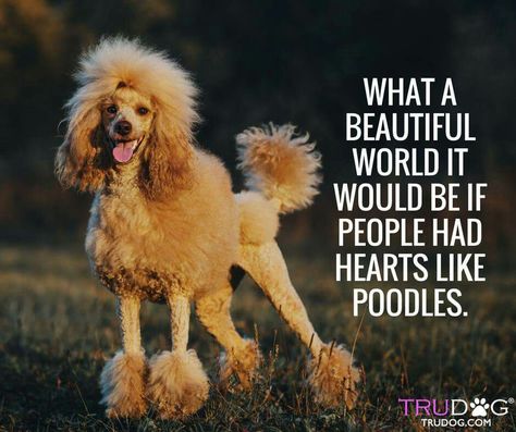 Poodle Quotes, Poodle Love, Poodle Party, Poodle Mix Breeds, Grooming Ideas, Parti Poodle, Poodle Cuts, Poodle Mom, Puppy Grooming