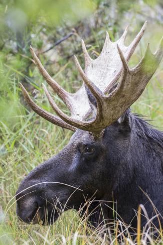 size: 12x8in Photographic Print: USA, Wyoming, Sublette County. Bull moose lying down in a grassy area displaying his large antlers. by Elizabeth Boehm : Willow Bush, Moose Pictures, Moose Deer, Bull Moose, Moose Antlers, Animal Antics, Forest Friends, Wildlife Photography, Sea Creatures