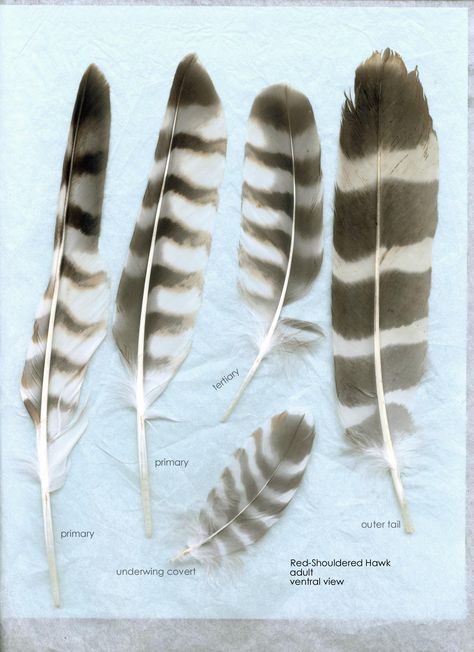 Red Shouldered Hawk feathers- ventral Owl Headdress, Red Tail Hawk Feathers, Feather Identification, Red Shouldered Hawk, Pictures Of Red, Falcon Feather, Hawk Feather, Owl Feathers, Red Tail Hawk