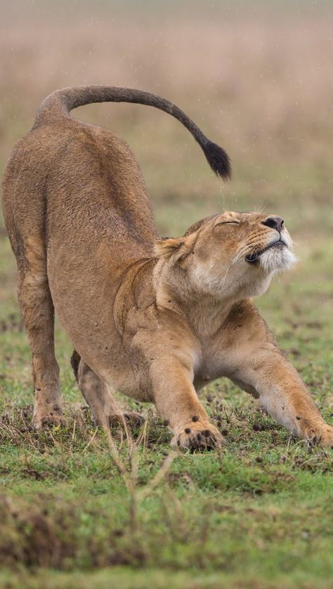 A lioness yoga stretch. #WildCats #Lion #LionCub #Animals #Yoga #Stretch Lioness Reference Drawing, Lioness Poses, Lion Looking Up, Animals Stretching, Big Cat Poses, Lioness Growling, Big Cat Reference, Lioness Reference, Lion Stretching