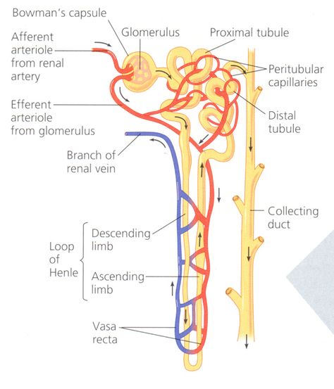 In the renal system, peritubular capillaries are tiny blood vessels that travel alongside nephrons allowing reabsorption and secretion between blood and the inner lumen of the nephron. Description from snipview.com. I searched for this on bing.com/images Structure Of Nephron Diagram, Nephron Diagram Easy, Structure Of Nephron, Nephron Anatomy, Nephron Diagram, Renal Physiology, Renal System, Emt Study, Biology Diagrams