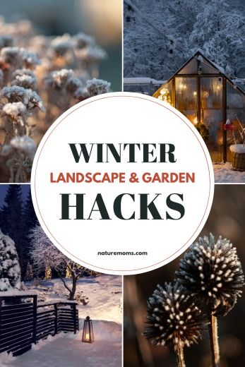 Winter Landscape: Garden and Landscape Design Ideas for Seasonal Beauty Winter Planting, Red Twig Dogwood, Twig Dogwood, Landscape Design Ideas, Flowers Winter, Planting Ideas, Recycled Garden, Garden Shrubs, Garden Maintenance