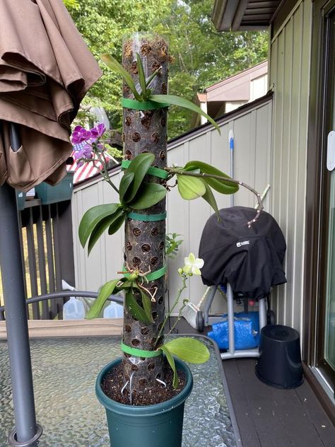 Orchids Tips and Tricks | My Orchid tree | Facebook Plant Tower, Orchid Tree, Orchid Plant, Growing Orchids, Garden Landscaping, Tips And Tricks, Orchids, Landscaping, Tower