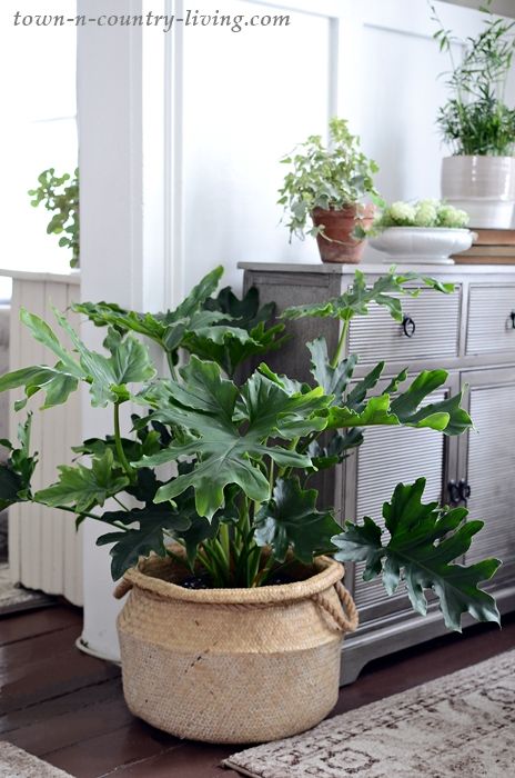 My favorite decor trend for 2019 is the resurgence of popularity in houseplants. Plants are good for your soul and great for your health. If you think you have a brown thumb and can’t grow healthy houseplants, think again! Popular Plants Indoor, Houseplant Groupings, French Country Indoor Plants, Plant In Basket Indoor, Houseplants For Dark Rooms, Plants In Baskets Indoor, Hope Philodendron, Inside Flowers Houseplants, Cat Friendly House Plants