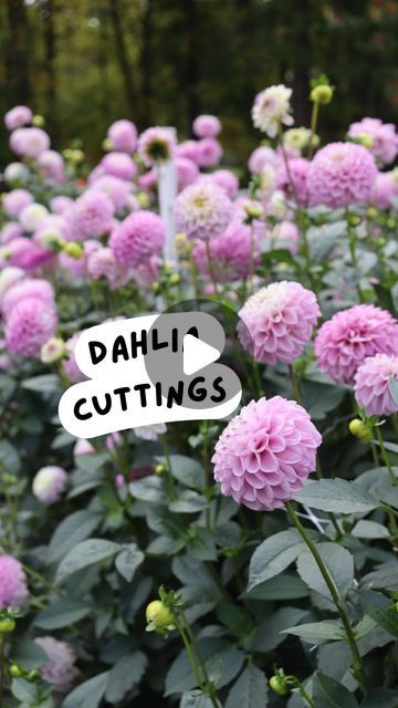 Jenna Meadows | Meadows Flower Farm on Instagram: "Who doesn’t want more dahlias!? Dahlias are not difficult to take cuttings from and the result is brand new dahlia plants that will produce blooms during the summer (just like the original tuber “mom”) and their own tubers by the end of the season. You can turn one dahlia tuber into many more dahlia plants before planting season- it’s so exciting! Here’s how:

1.About three months before your last frost date, pot tubers up in normal potting soil with their tops out of the soil. Keeping the top of the tuber exposed allows you to easily take cuttings when the time comes. 

2.Set your potted up tubers somewhere room temperature (mine are in 70F) and bright and you’ll see growth within 2-3 weeks or so. Each variety is different, some are faste Big Backyard, Plant Propagation, Cut Flower Garden, Garden Recipes, February 15, Propagating Plants, Garden Care, The Soil, Flower Farm