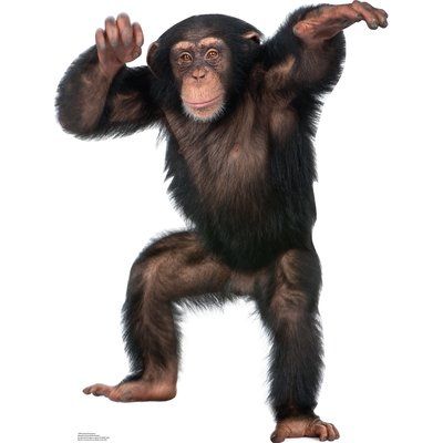 Advanced Graphics Young Chimpanzee Cardboard Stand-Up Animations Gif, Cardboard Standup, Three Wise Monkeys, Elephant Walk, Year Of The Monkey, Wise Monkeys, Cardboard Cutouts, Cardboard Cutout, African Elephant