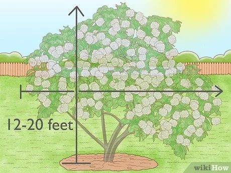 3 Ways to Grow Snowball Trees - wikiHow Life Snowball Tree, Snowball Viburnum, Growing Tree, Early Spring, Gardening Ideas, Lawn Garden, Planting, Perennials, Crochet Baby