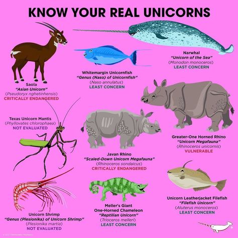 Peppermint Narwhal Creative on Instagram: “Since today is Unicorn Day we thought it was time for you to Know You REAL Unicorns! Can you think of others? There are arguably a handful…” Wild Kratts Costume, Horned Animals, Unicorn Day, Wild Cat Species, Pig Breeds, Animals Information, Wildlife Biologist, Cat Species, Real Unicorn