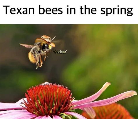 Texas Meme, Bee Meme, Texas Humor, Bad Humor, Pretty Meme, Bad Memes, Memes Humor, Life Memes, Big Deal